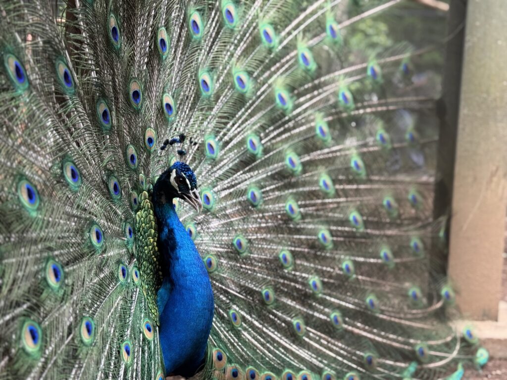 The Peacock at kodomonokuni