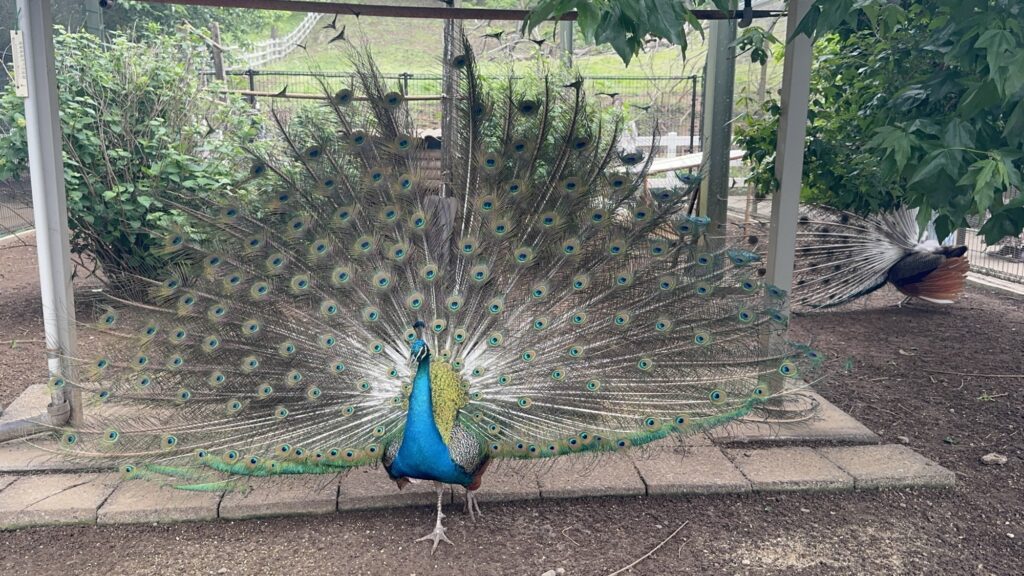 The Peacock at kodomonokuni